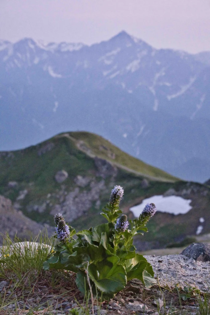 残雪期の花 ツクモグサとウルップソウ | 【公式】北アルプス白馬｜白馬館