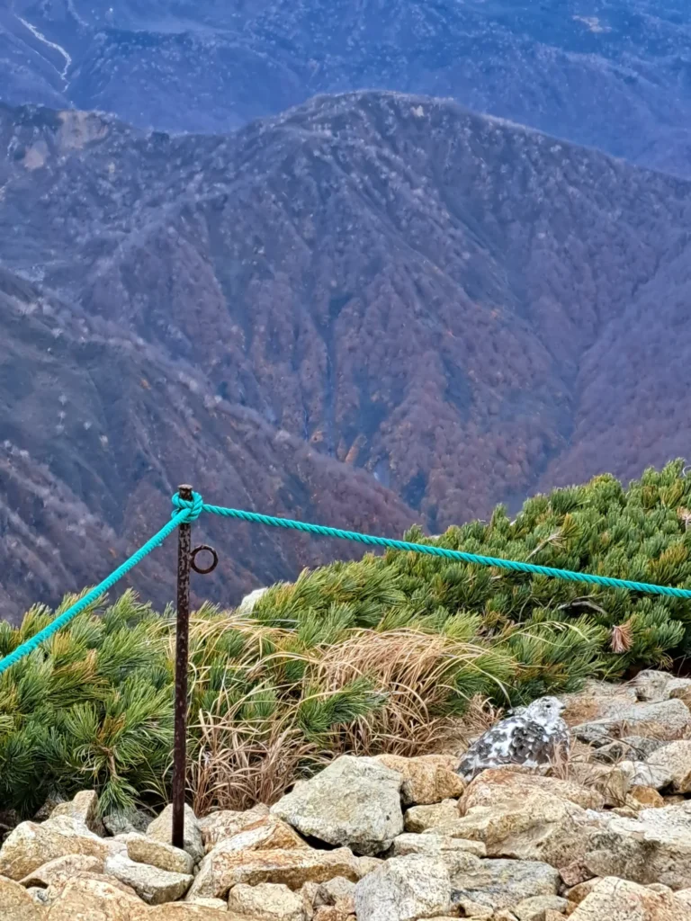 冬毛に変わる雷鳥